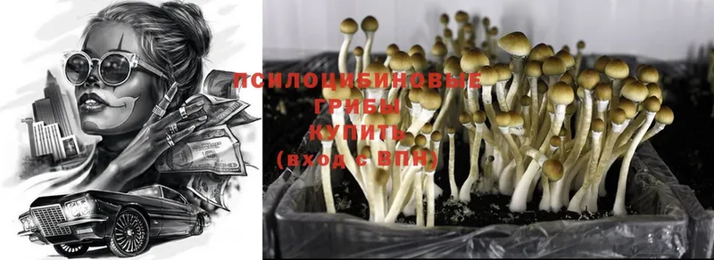 Галлюциногенные грибы Psilocybine cubensis  Вельск 